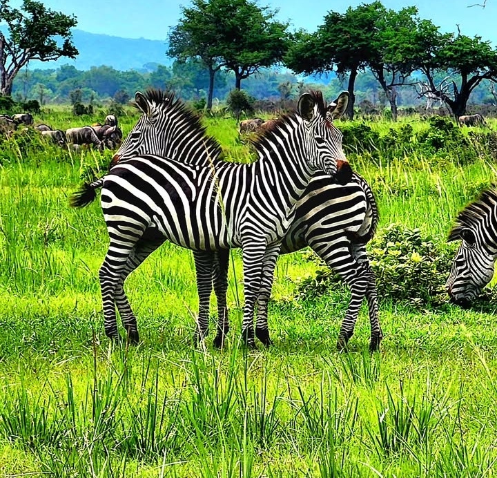 4 DAYS MIKUMI AND ULUGURU MOUNTAIN HIKING SAFARI