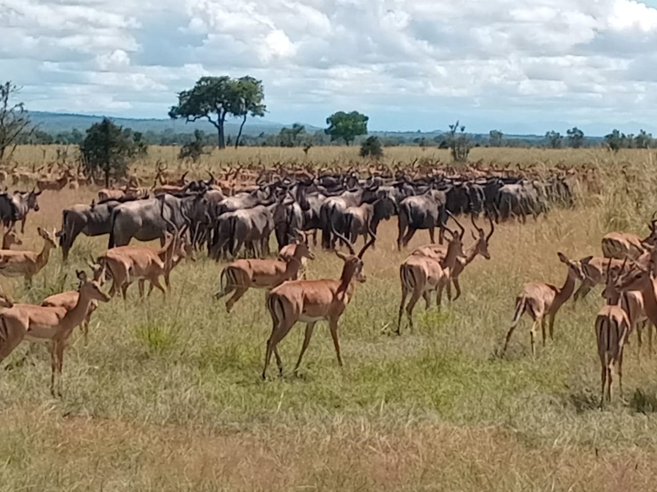 DAYTRIP ZANZIBAR – MIKUMI NATIONAL PARK BY FLIGHT 